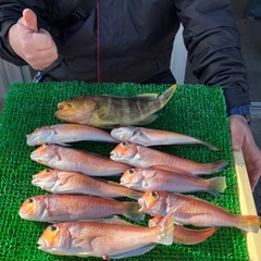 アカアマダイの釣果