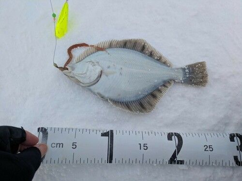 イシガレイの釣果