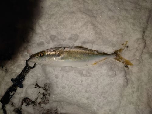 コズクラの釣果