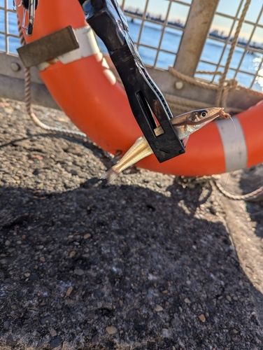 本牧海づり施設