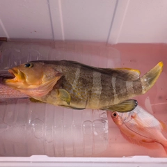 アオハタの釣果