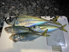 マアジの釣果