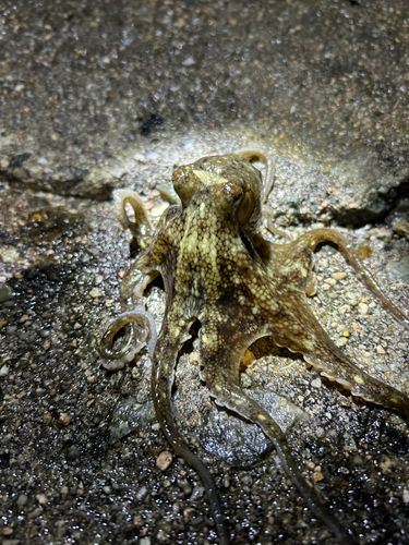 タコの釣果