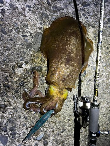 アオリイカの釣果