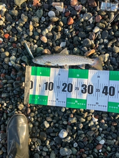 アメマスの釣果