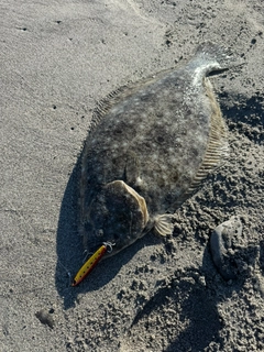 ヒラメの釣果