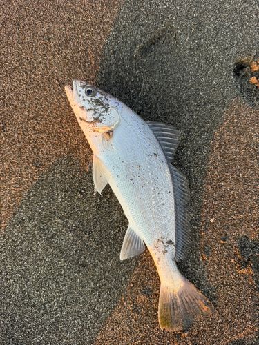 オオニベの釣果