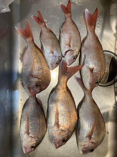 タチウオの釣果