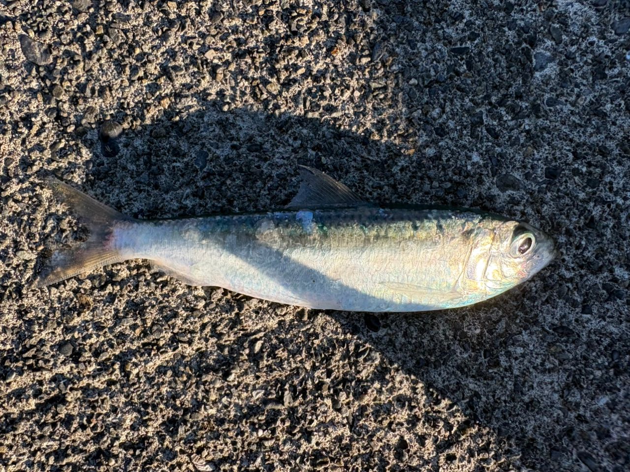 MajorCraft 鯵道5g AD5-S582L/AJI Major Craft（メジャークラフト） 鯵道 5G AD5-S582L/AJI 大型便A 爆買