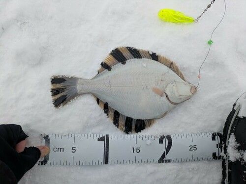 カワガレイの釣果