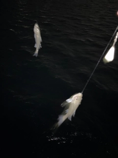 セイゴ（マルスズキ）の釣果
