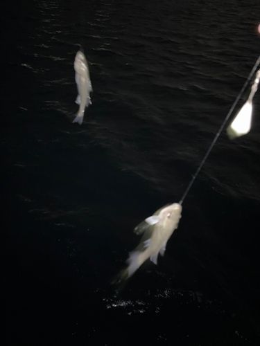 セイゴ（マルスズキ）の釣果