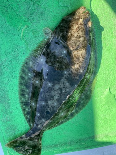ヒラメの釣果