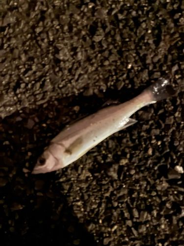 セイゴ（タイリクスズキ）の釣果