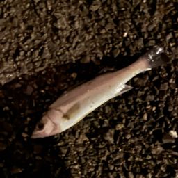 セイゴ（タイリクスズキ）