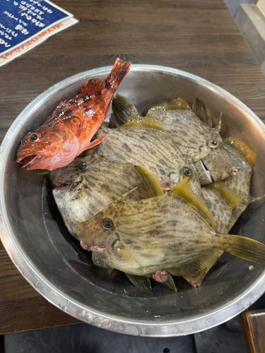 カワハギの釣果