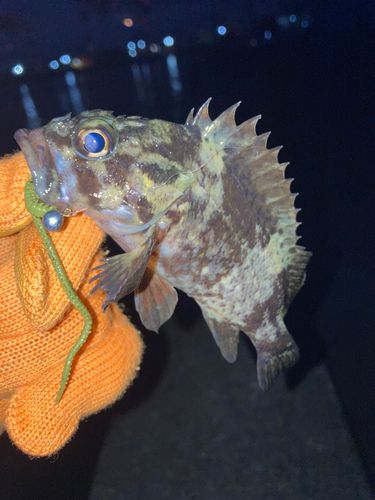 タケノコメバルの釣果