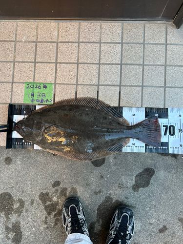 ヒラメの釣果