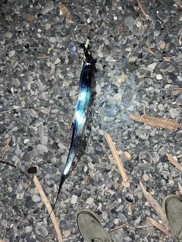 ソウダガツオの釣果
