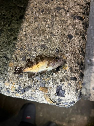 周防大島（屋代島）