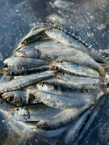 マイワシの釣果