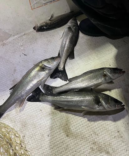 シーバスの釣果