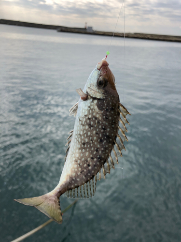 アイゴの釣果