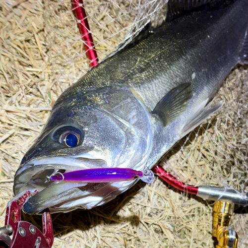 フッコ（マルスズキ）の釣果