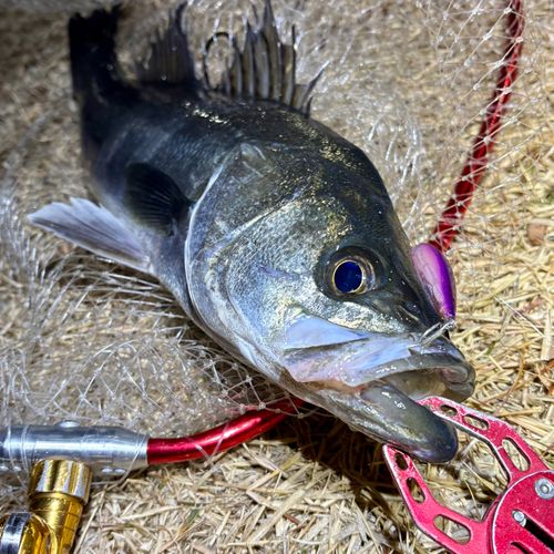 フッコ（マルスズキ）の釣果