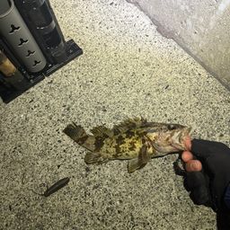 タケノコメバル