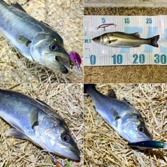 セイゴ（マルスズキ）の釣果