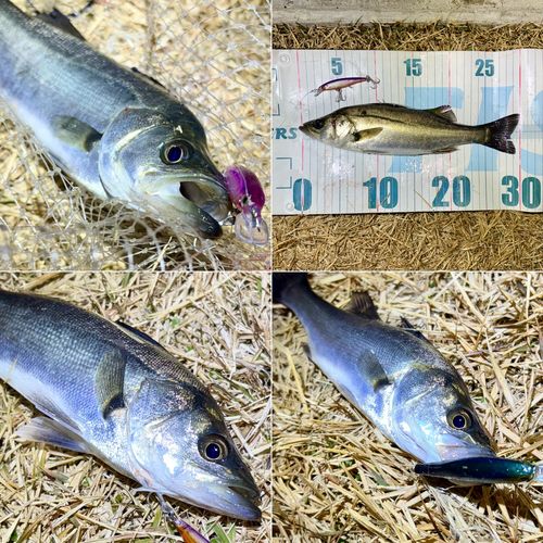 セイゴ（マルスズキ）の釣果