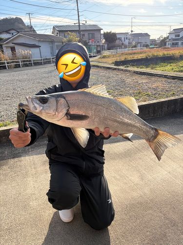 ヒラスズキの釣果