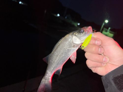 ヒラスズキの釣果