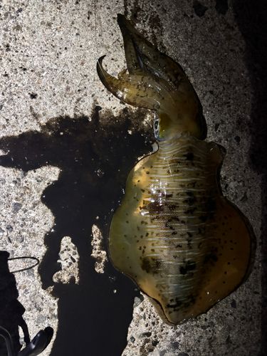 アオリイカの釣果