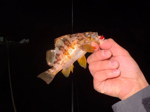 アカメバルの釣果