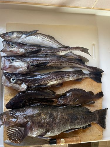 アイナメの釣果