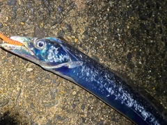 タチウオの釣果