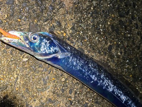 タチウオの釣果