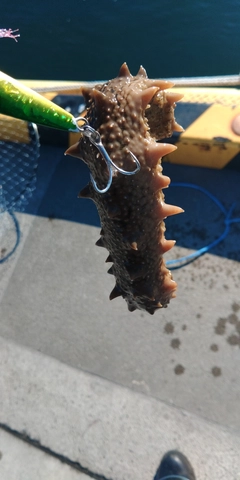 マナマコの釣果