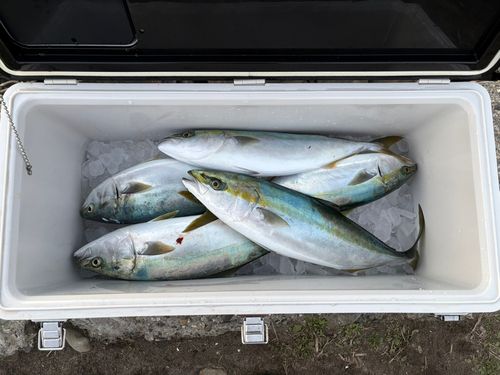 ハマチの釣果