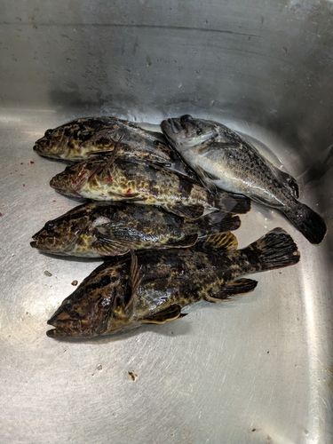 タケノコメバルの釣果