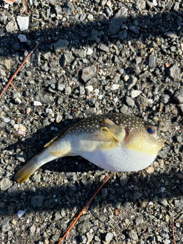 京浜運河（川崎）