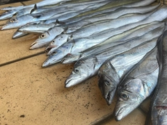 タチウオの釣果