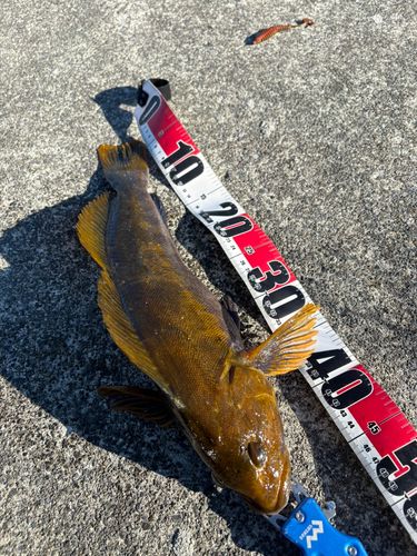 アイナメの釣果