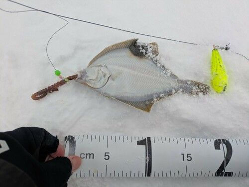 イシガレイの釣果
