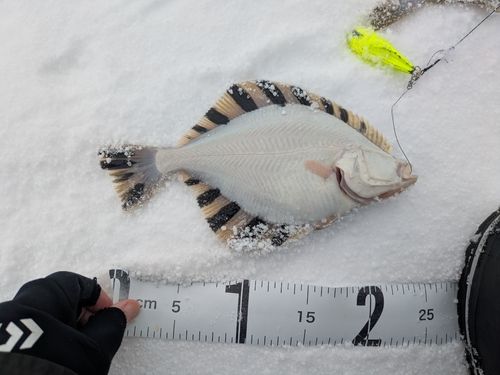 カワガレイの釣果