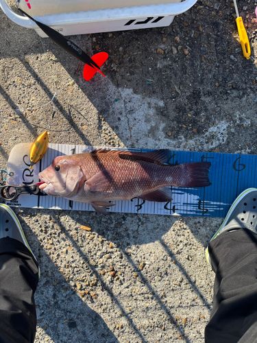 コブダイの釣果
