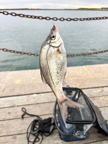 ウミタナゴの釣果