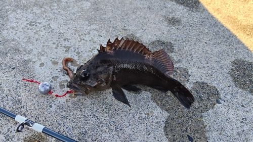 ムラソイの釣果